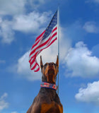 Freedom Collar