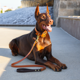 AMBERWICK Kyon Two-Tone Collar + Leash Set