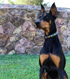 OG Kyon Rainbow Rebel Collar