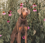 OG Kyon Rainbow Rebel Collar