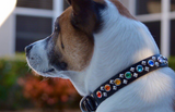 OG Kyon Rainbow Rebel Collar