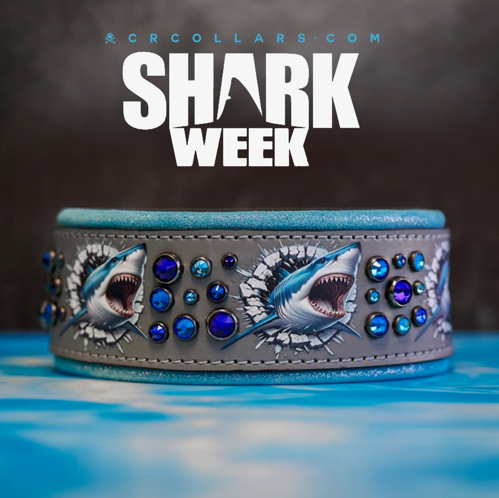 Shark Attack Embrz Kustom Collar, 19" - 21"