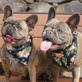 Maui Bandana (Nylon Collar Not Included) - XL